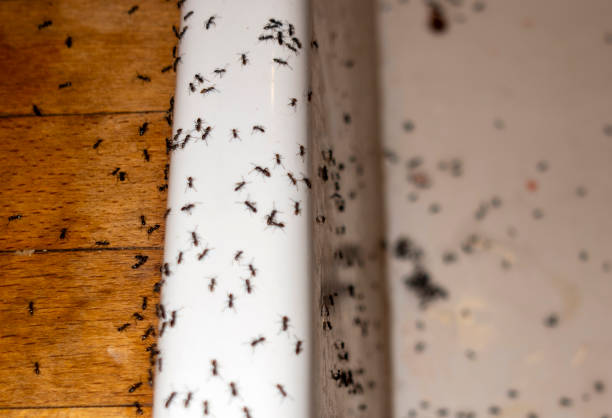 Best Commercial Pest Control Services  in Chittenango, NY