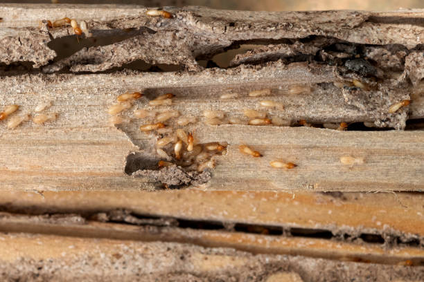 Best Local Pest Control Services  in Chittenango, NY